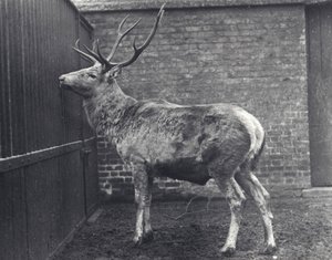 Ciervo de Wallich, también conocido como el Shou, ciervo rojo de Asia Central o Tíbet, en el zoológico de Londres, 1916 de Frederick William Bond